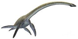 Elasmosaurus