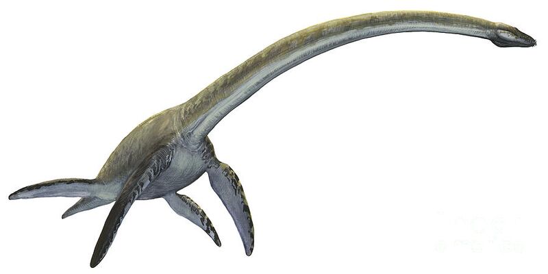 File:Elasmosaurus.jpg