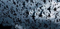 Bat Swarm