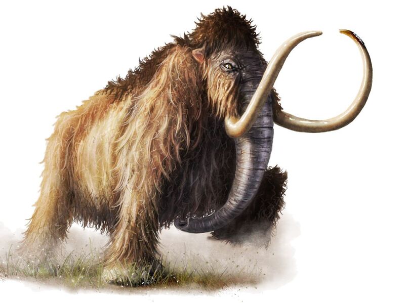 File:Mastodon.jpg